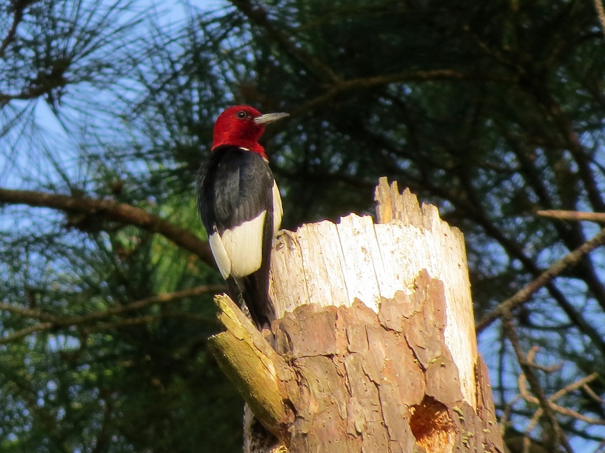 Red-headed Woodpecker - ML166621471