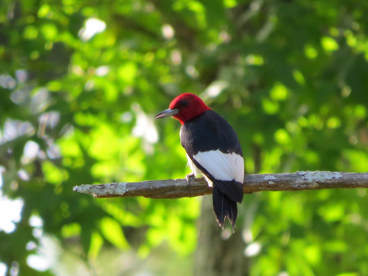 Red-headed Woodpecker - ML166621491
