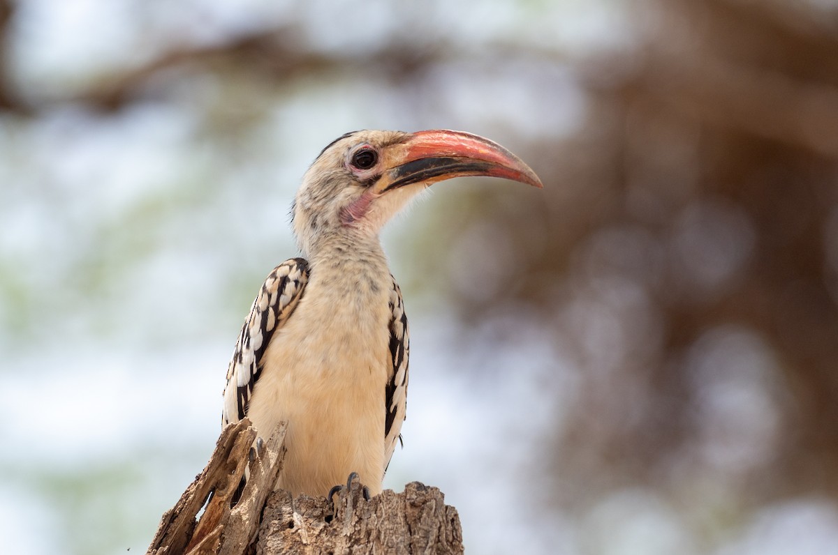 Northern Red-billed Hornbill - Forest Botial-Jarvis