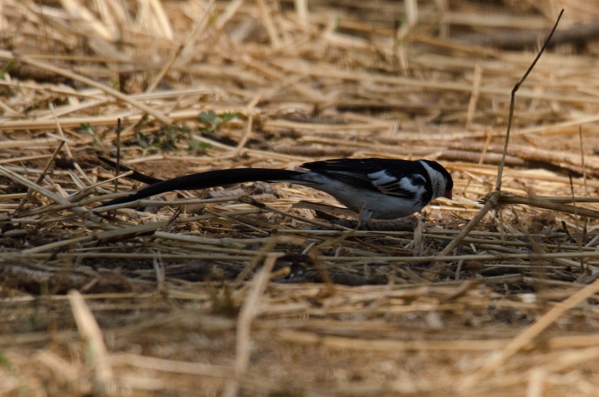 Pin-tailed Whydah - ML166622171
