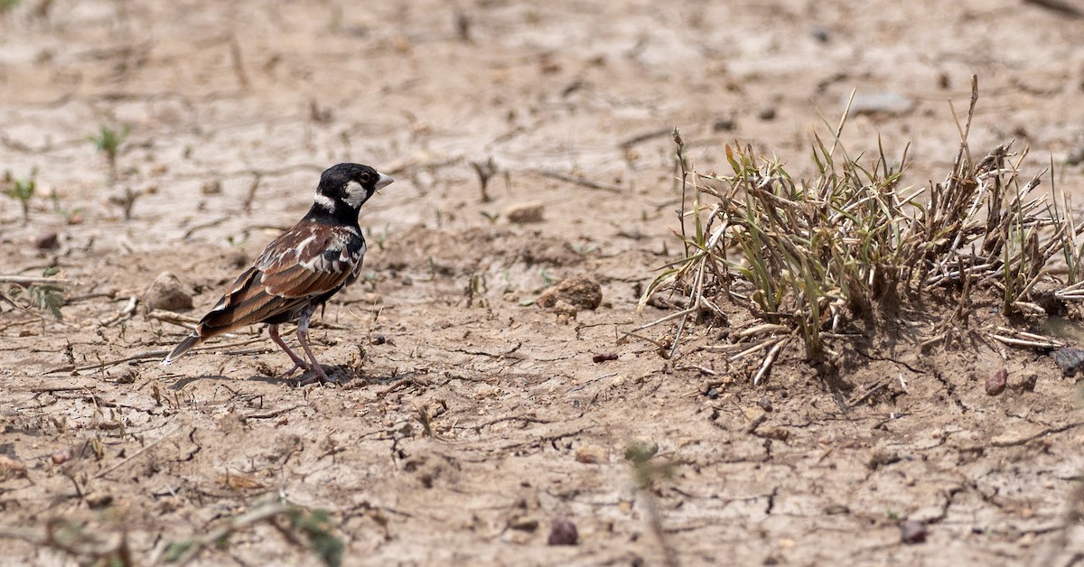 Chestnut-backed Sparrow-Lark - Forest Botial-Jarvis