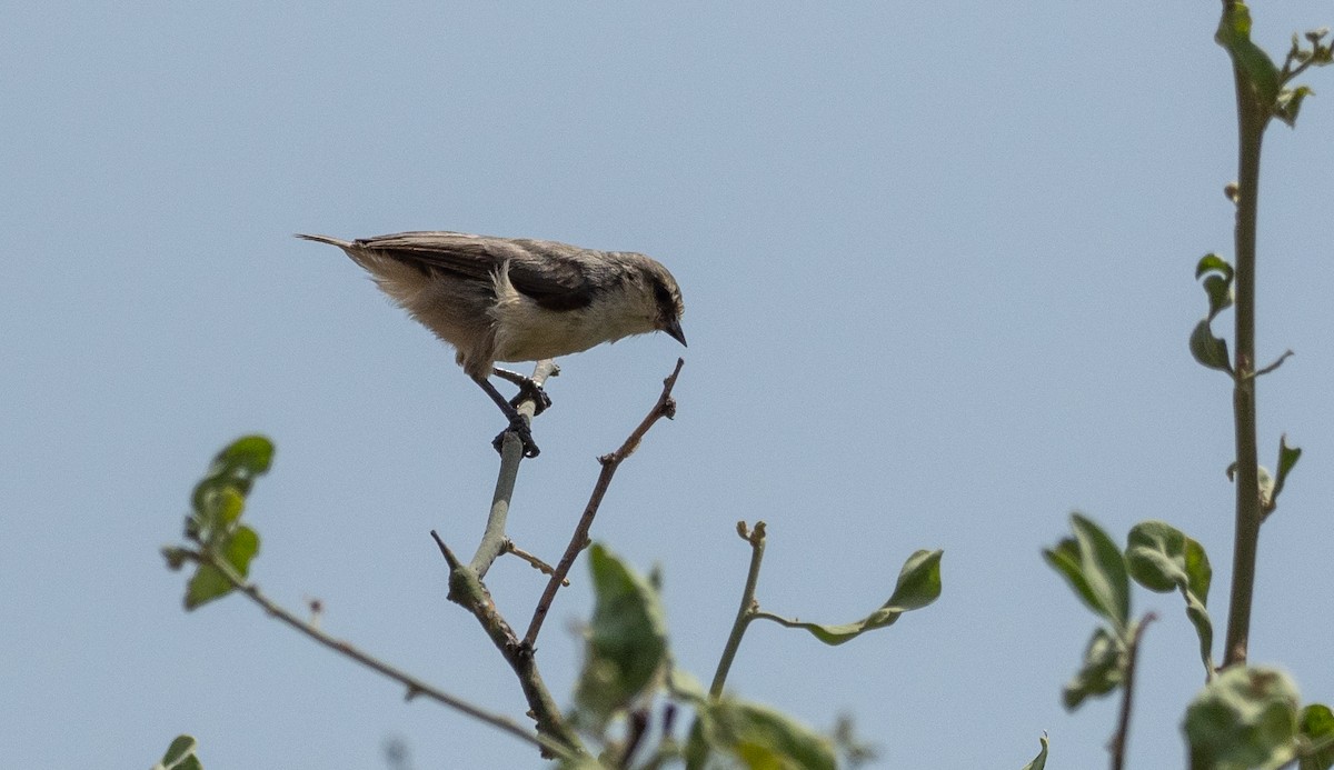 Mouse-colored Penduline-Tit - ML166622331
