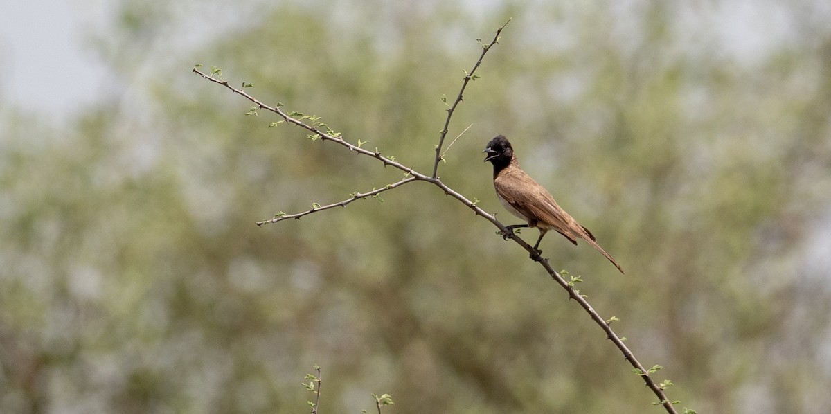 Common Bulbul (Somali) - Forest Botial-Jarvis