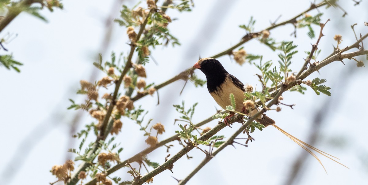 Straw-tailed Whydah - ML166622881