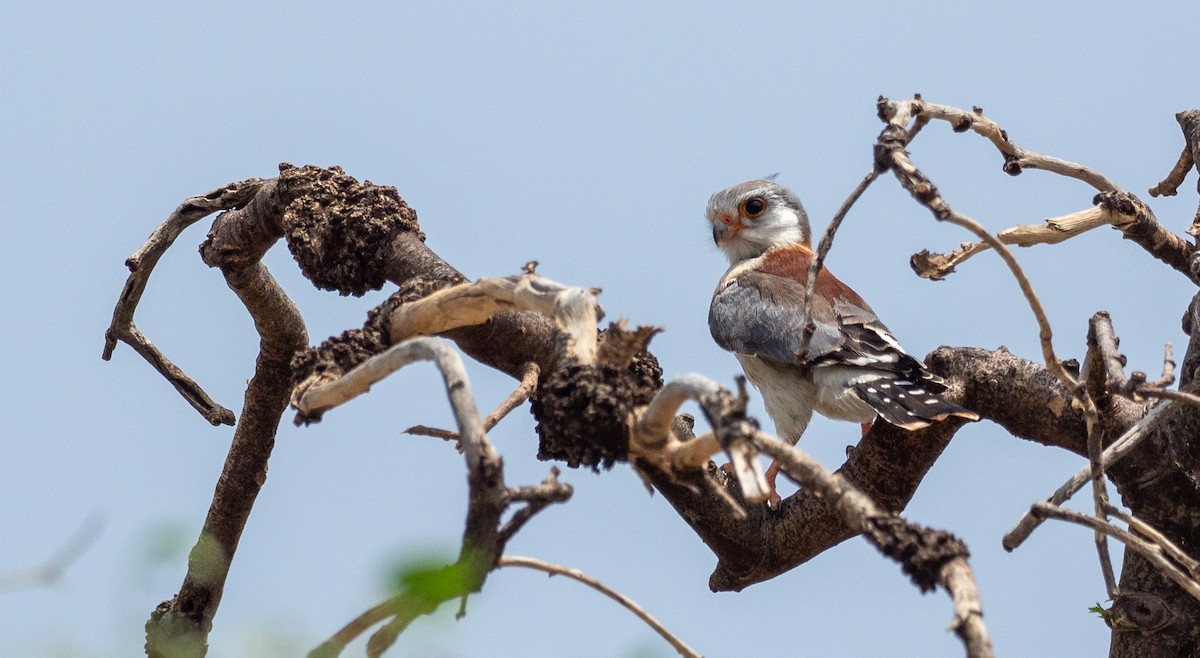 Pygmy Falcon - Forest Botial-Jarvis