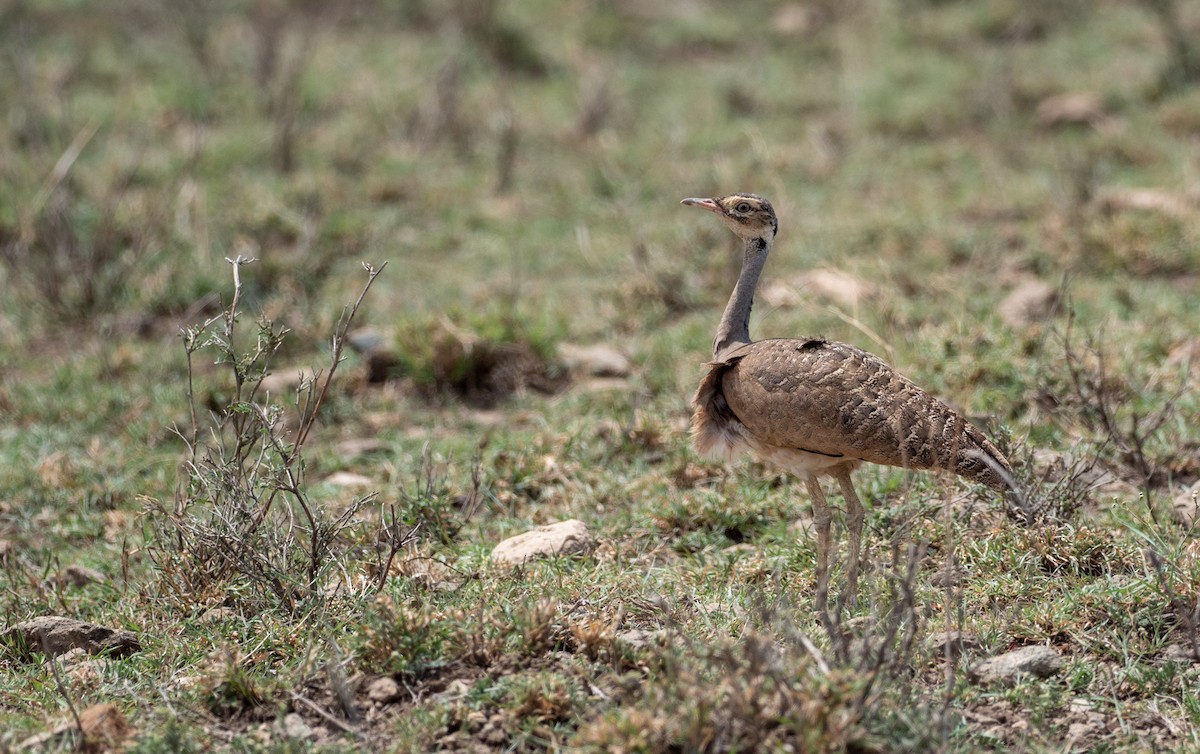 White-bellied Bustard - Forest Botial-Jarvis