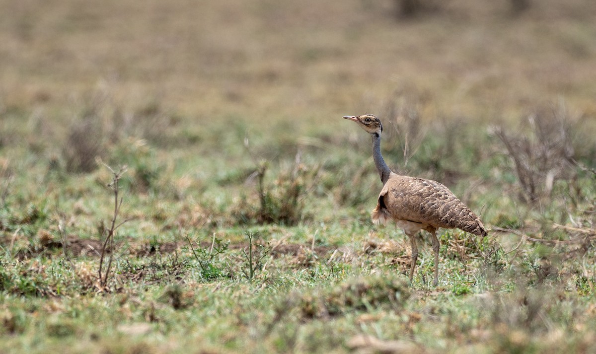 White-bellied Bustard - Forest Botial-Jarvis