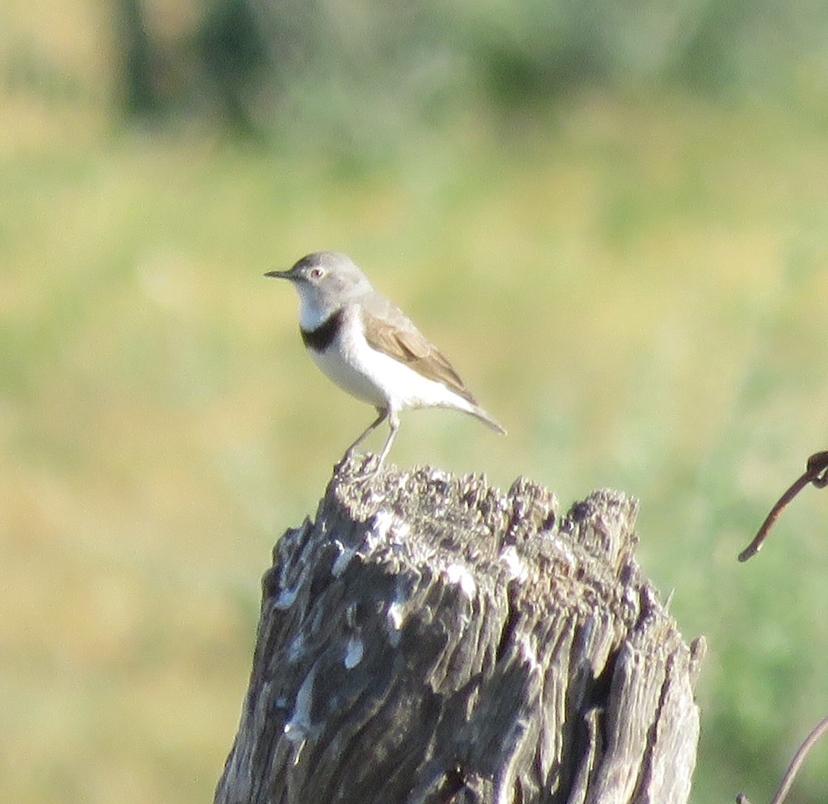 White-fronted Chat - ML166626761