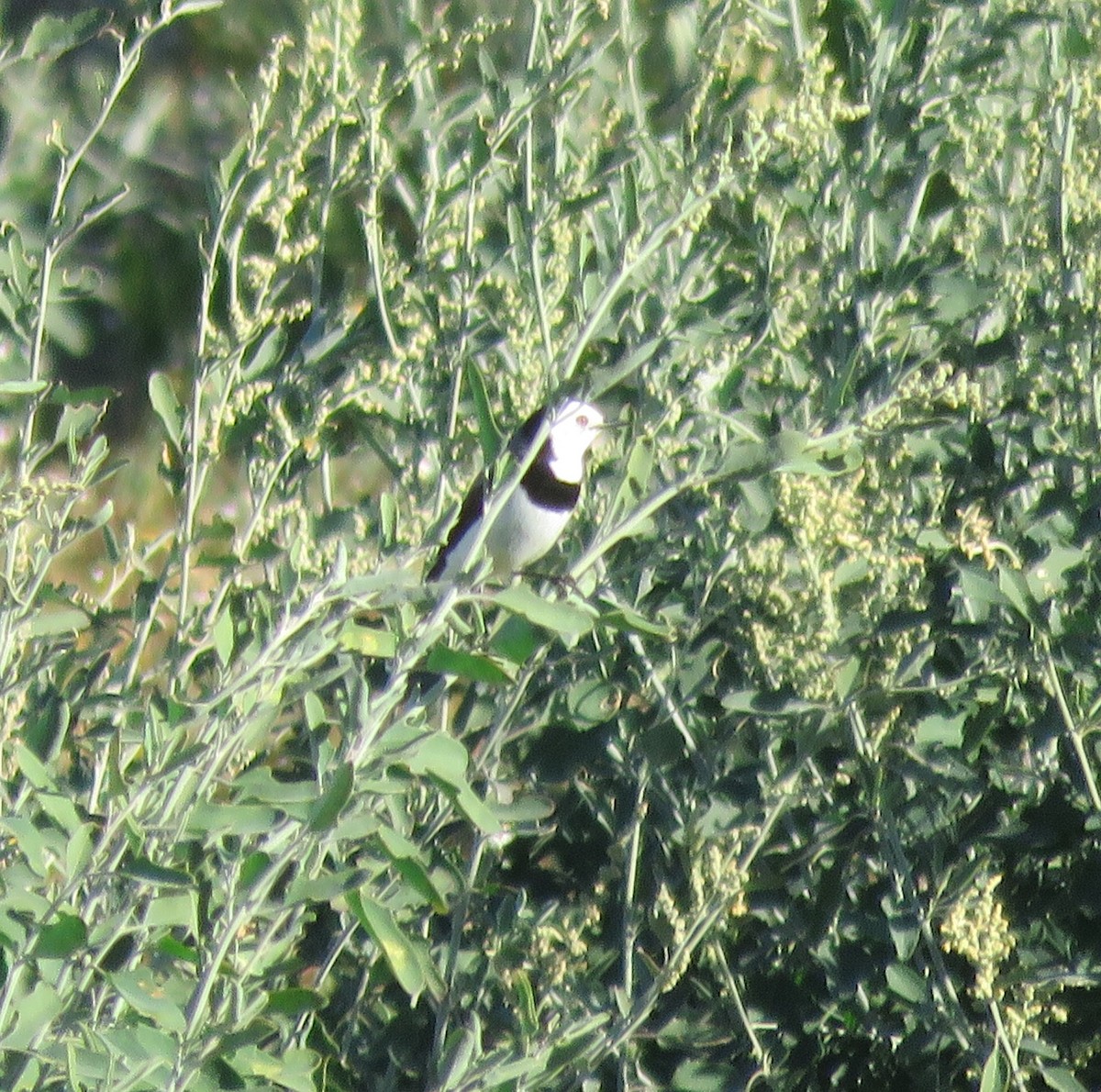White-fronted Chat - ML166626781