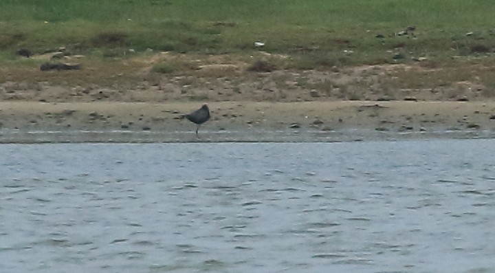 Spotted Redshank - ML166627711