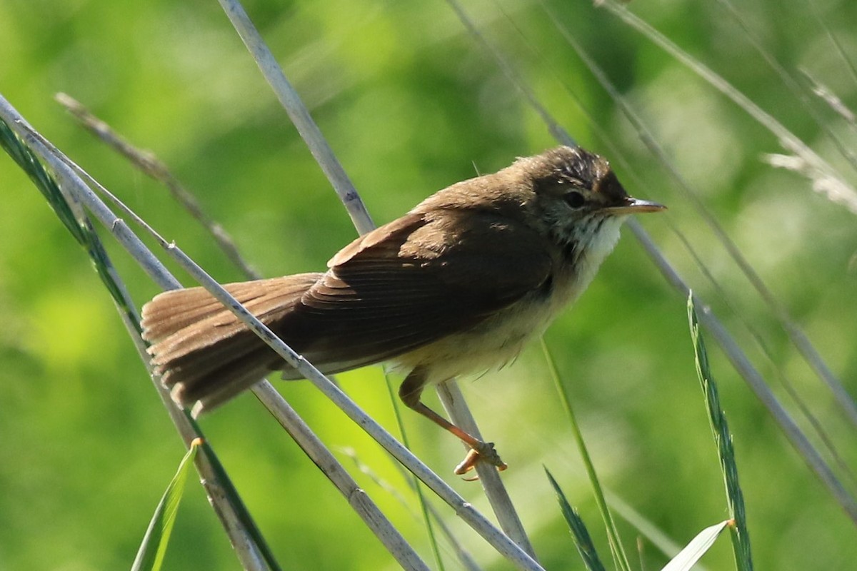 Common Reed Warbler - Paul (Mac) Smith