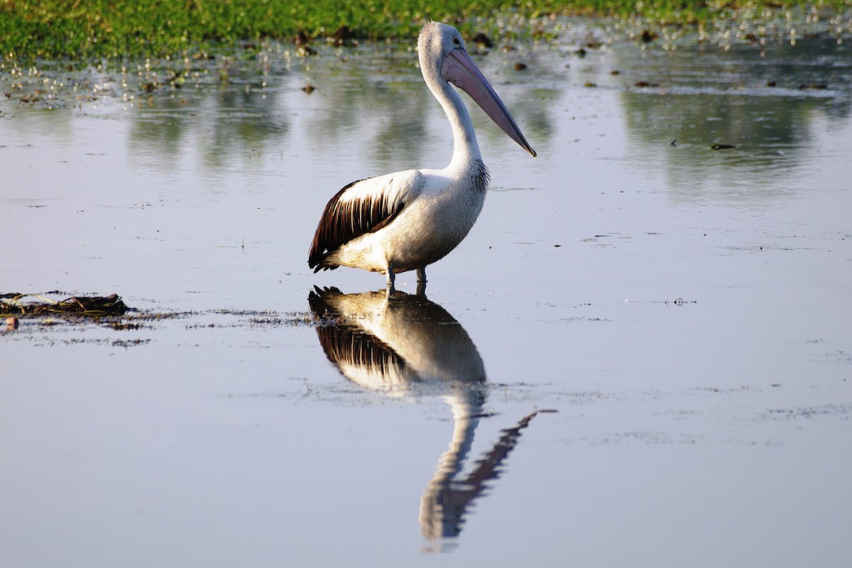 pelikán australský - ML166630061