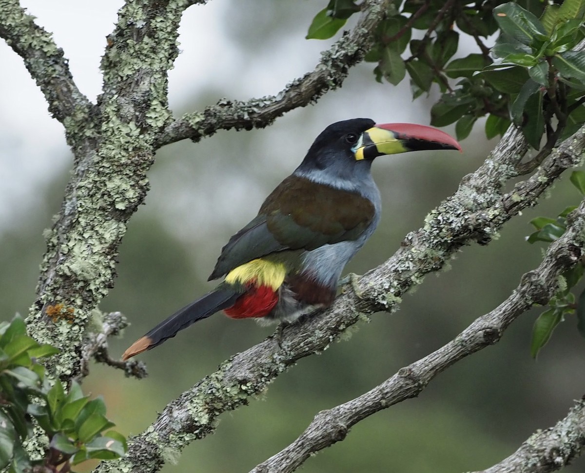 Gray-breasted Mountain-Toucan - ML166631951