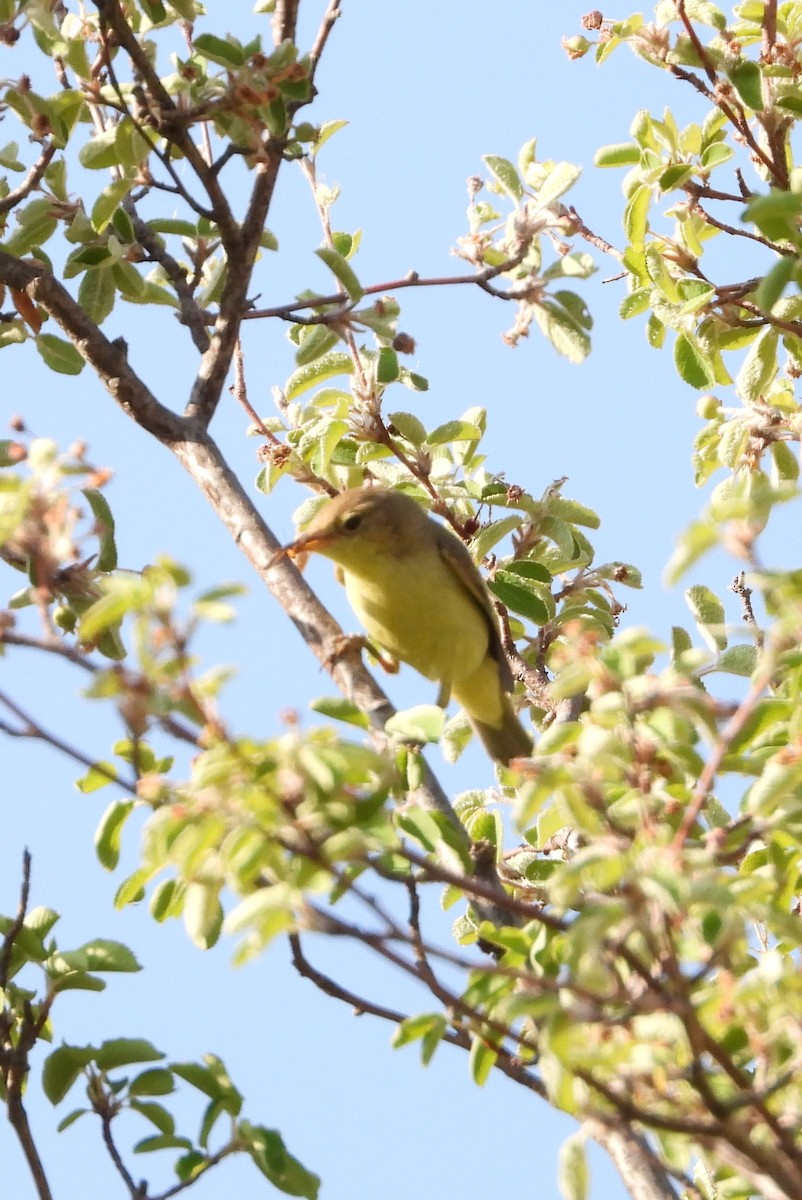 Melodious Warbler - ML166632851