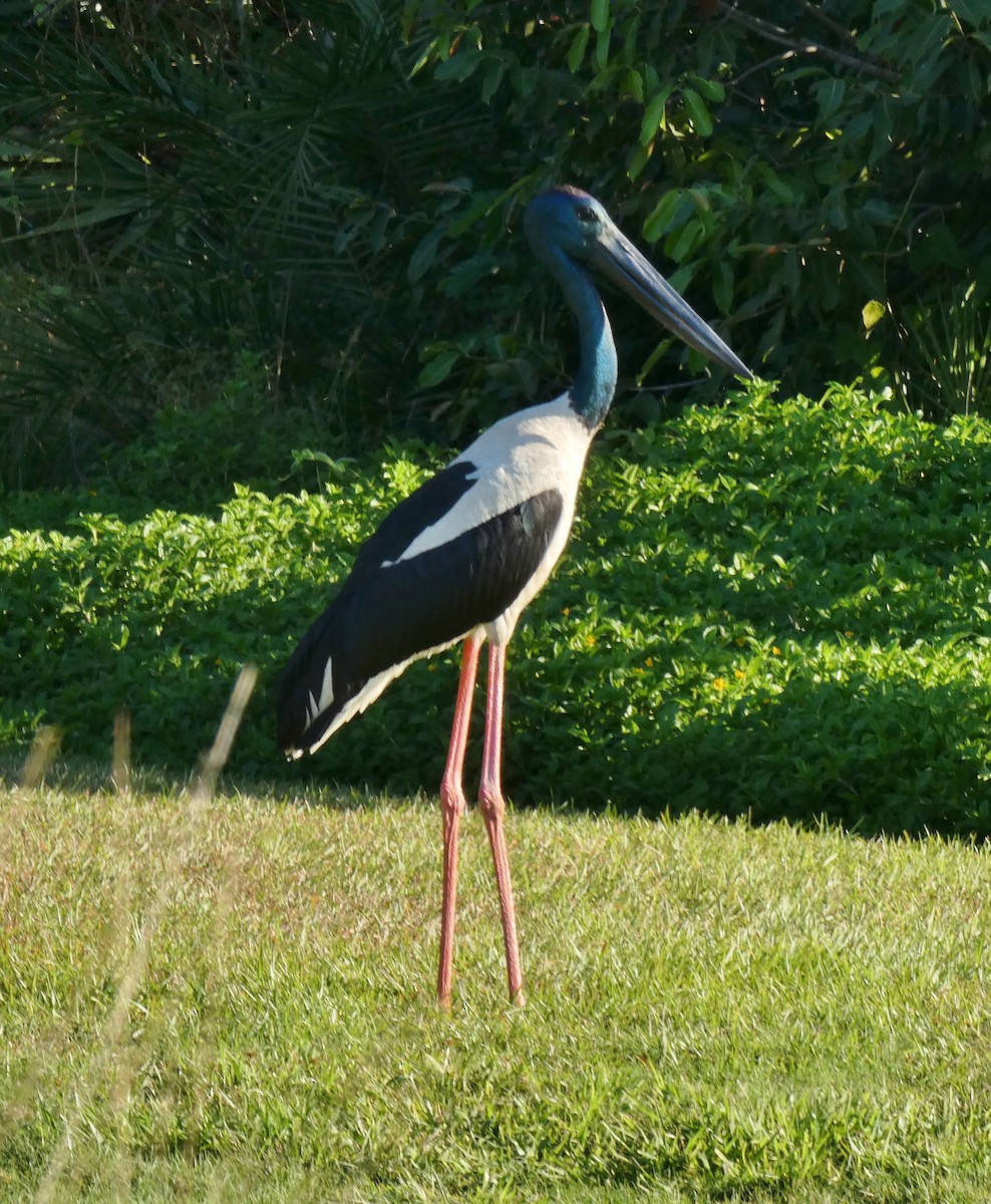 Black-necked Stork - ML166633431