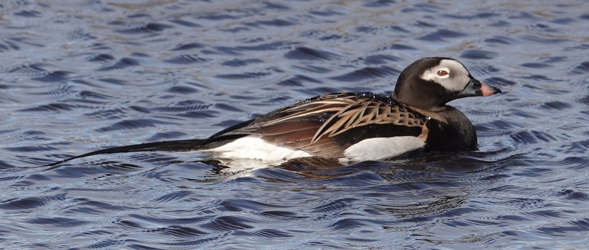 Long-tailed Duck - Mark Robbins