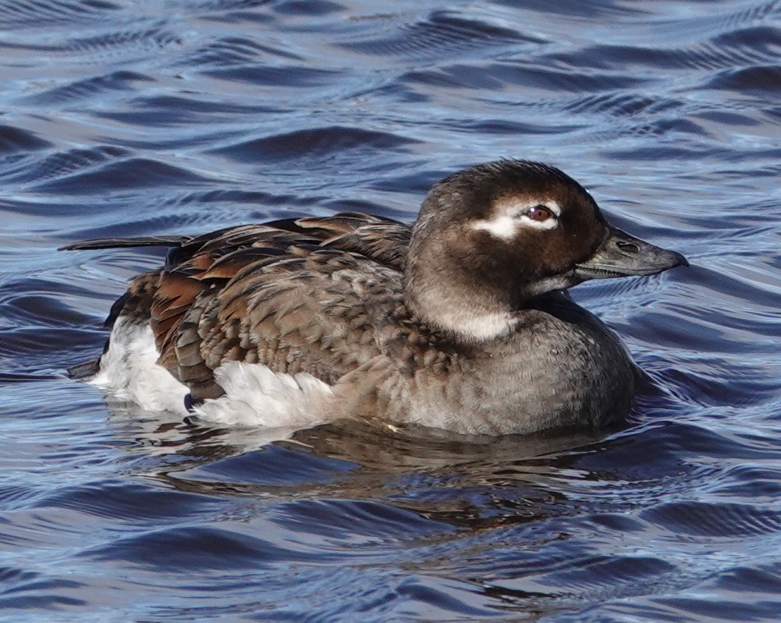 Long-tailed Duck - ML166634151
