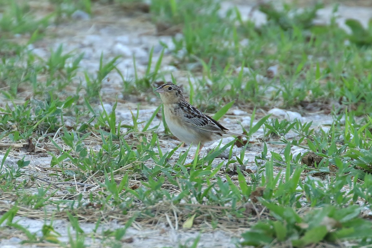 Grasshopper Sparrow - ML166635751