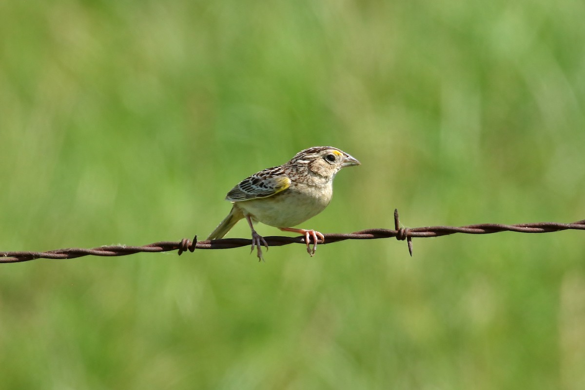 Grasshopper Sparrow - ML166635771
