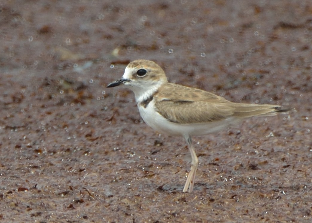 Collared Plover - ML166640501