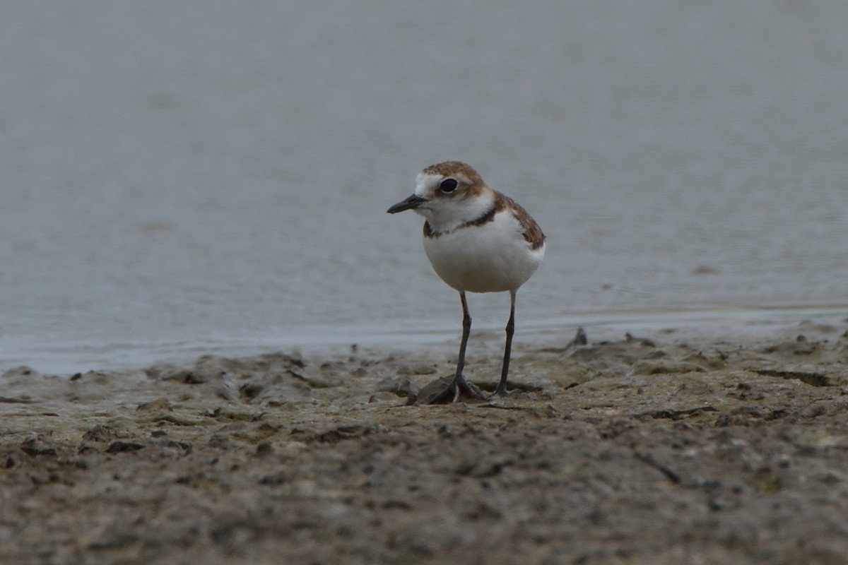 Collared Plover - ML166640511