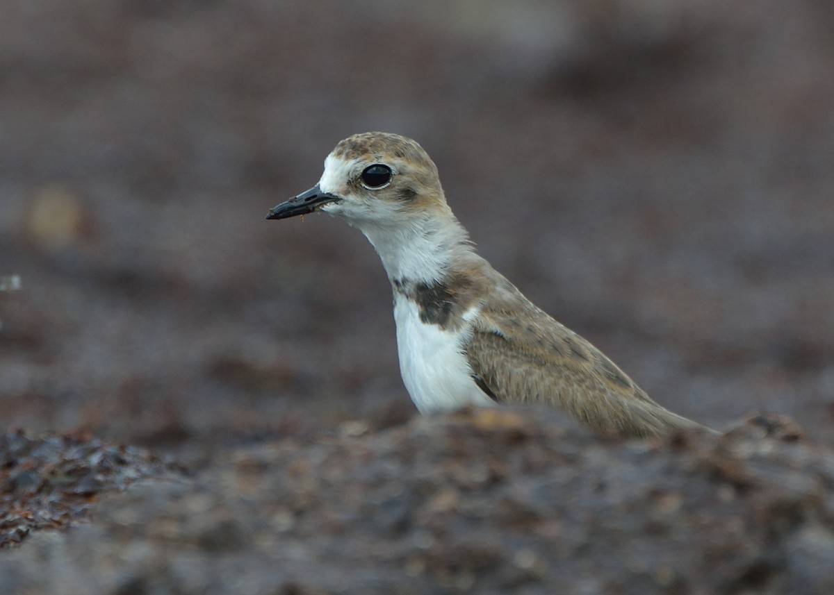 Collared Plover - ML166640521