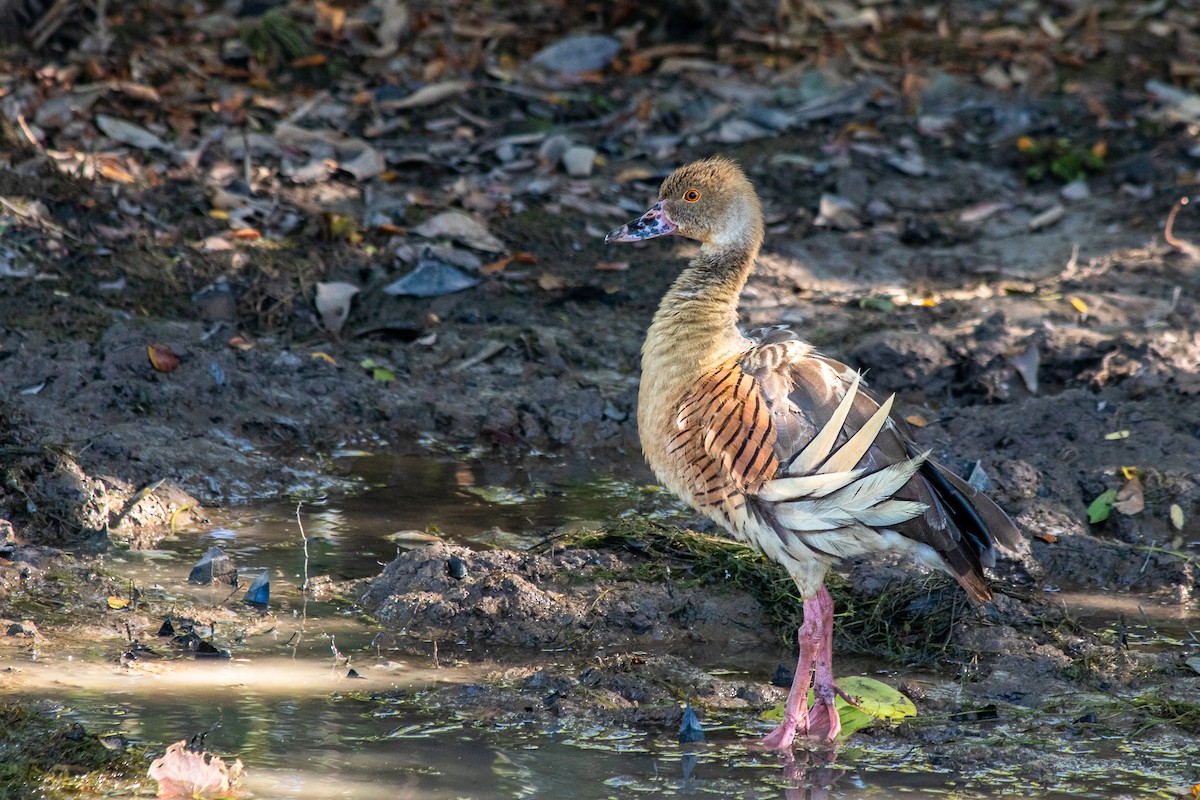Plumed Whistling-Duck - André  Zambolli