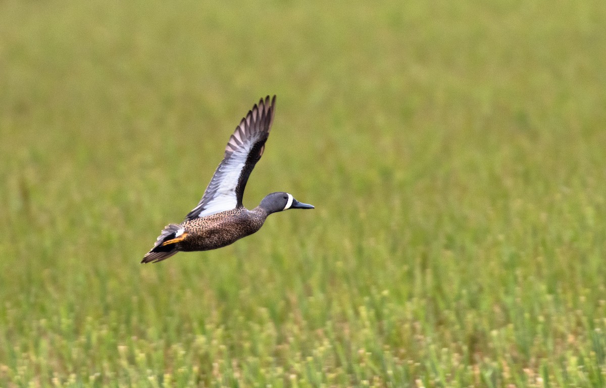 Blue-winged Teal - ML166642911