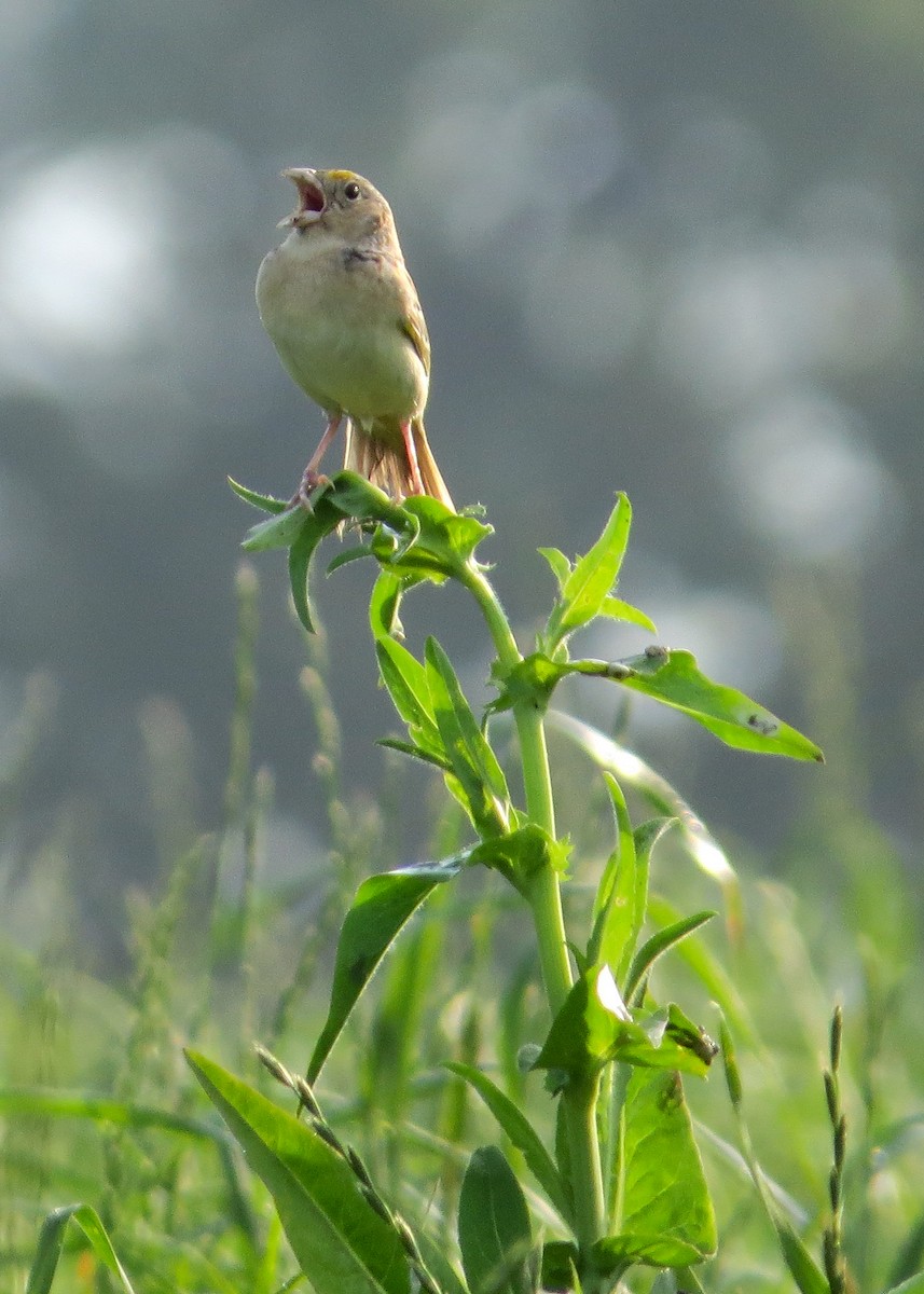 Grasshopper Sparrow - ML166643971