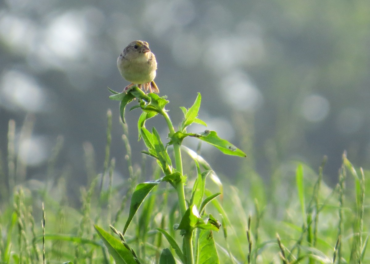 Grasshopper Sparrow - ML166643981