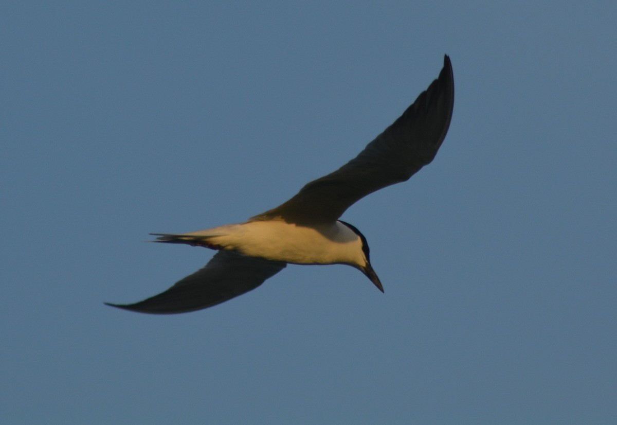 Gull-billed Tern - ML166644001