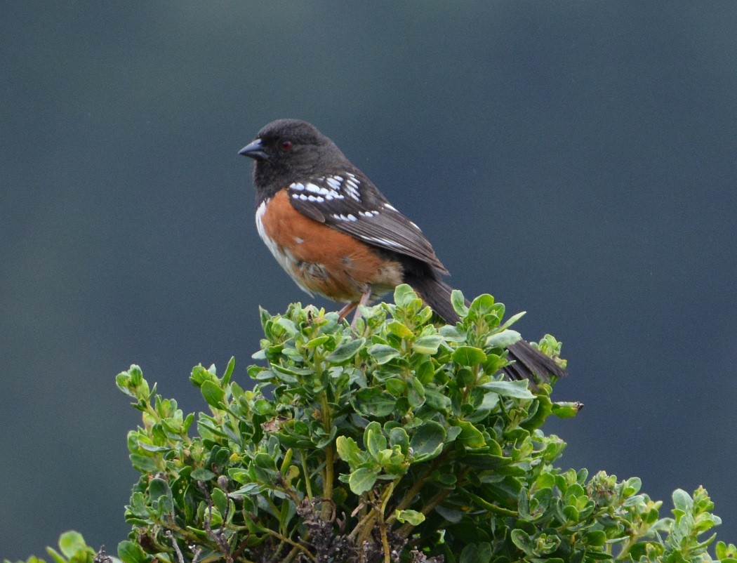 Spotted Towhee - ML166645061