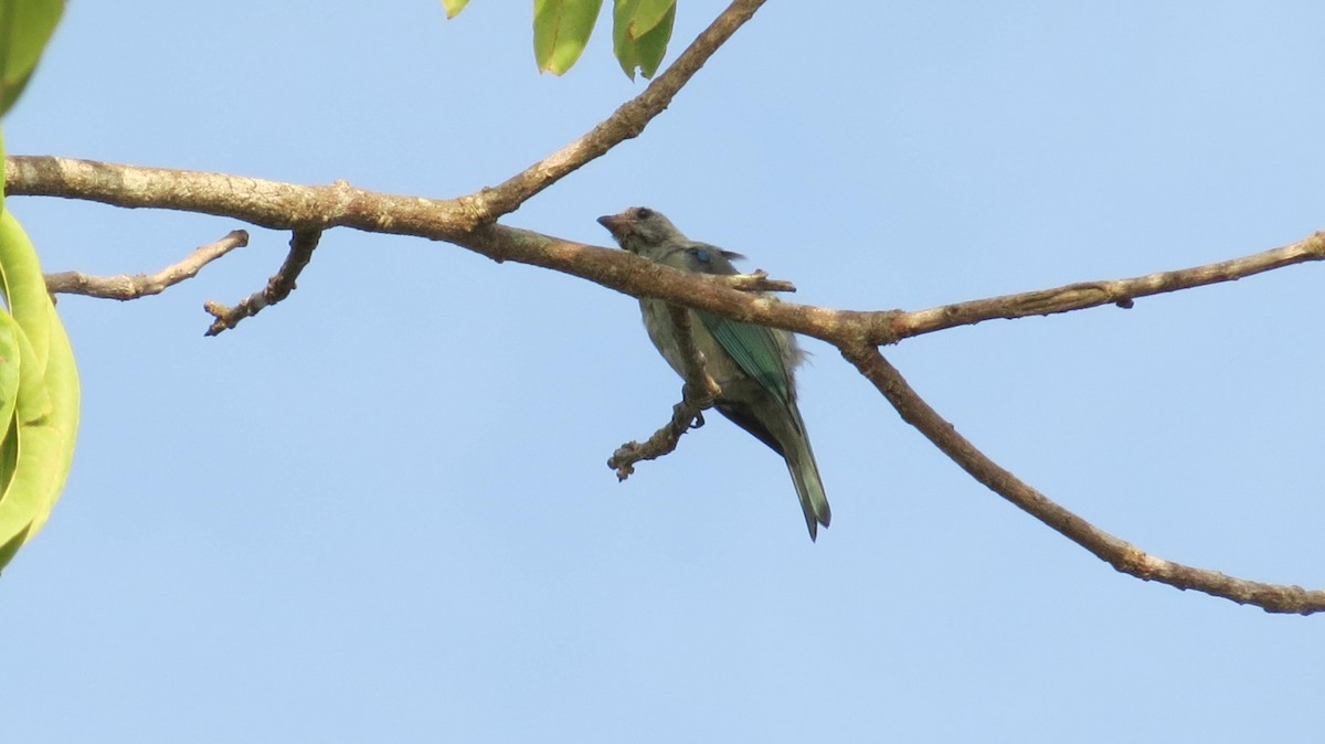 Blue-gray Tanager - ML166645761