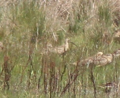 Long-billed Curlew - ML166646091