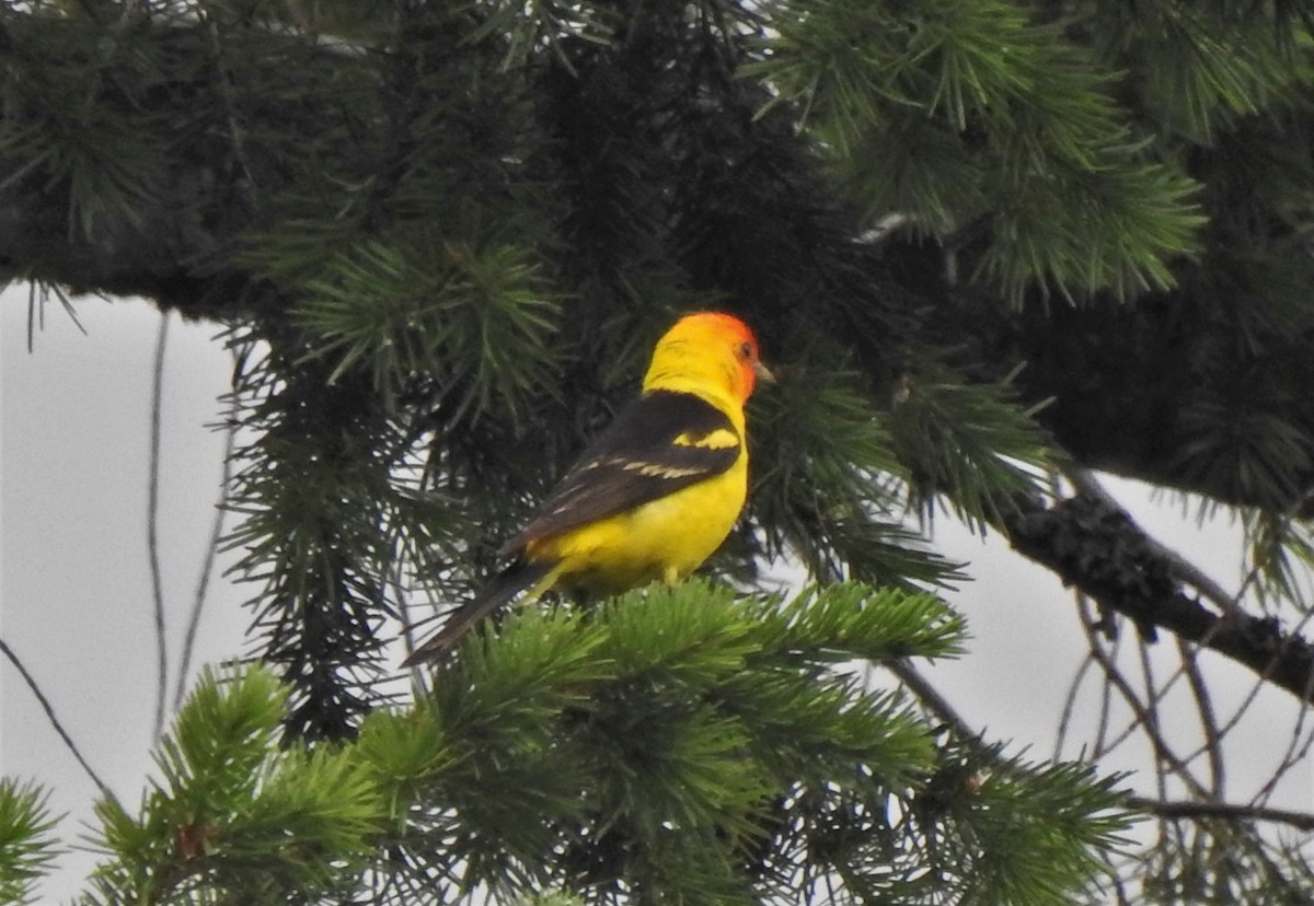 Western Tanager - ML166653501