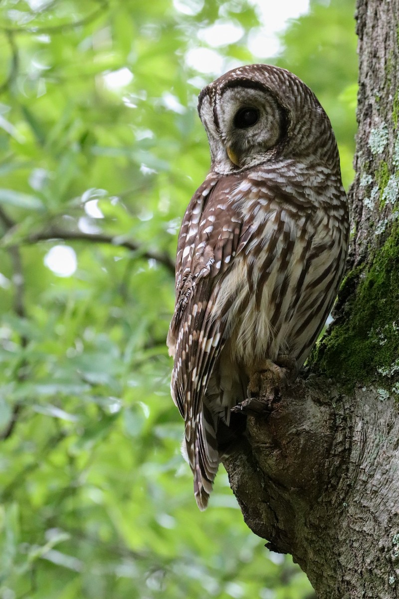 Barred Owl - Martina Nordstrand