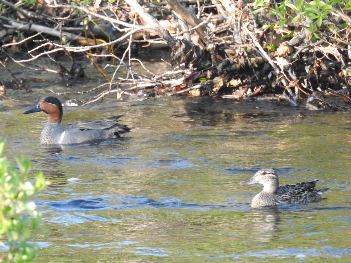 Green-winged Teal - ML166657741