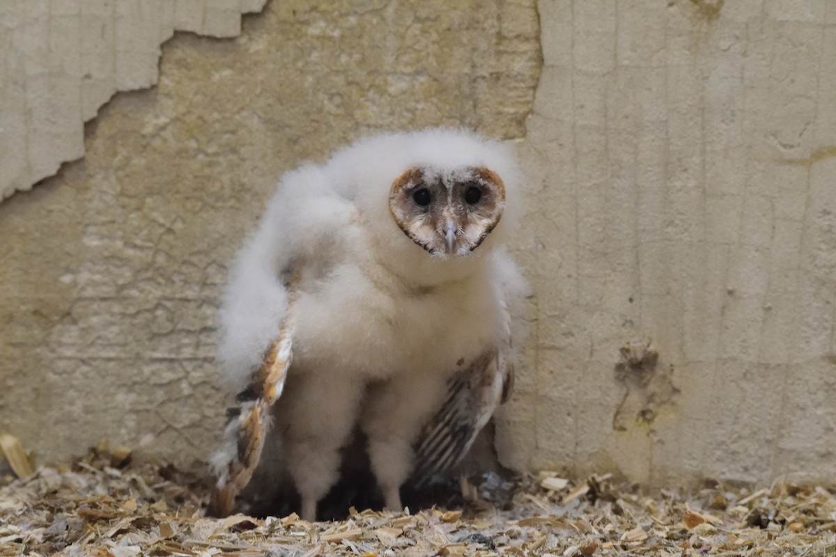 Barn Owl (American) - ML166661011