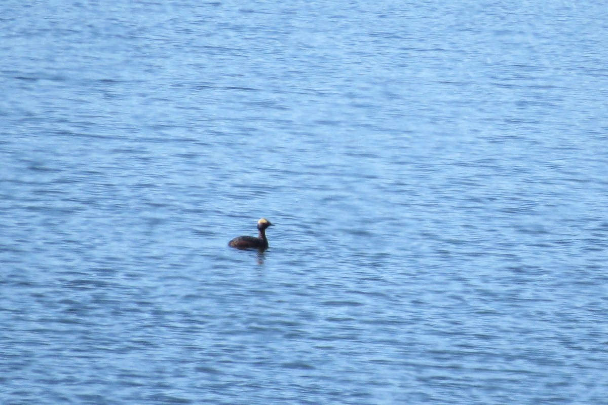 Horned Grebe - Kate Persons