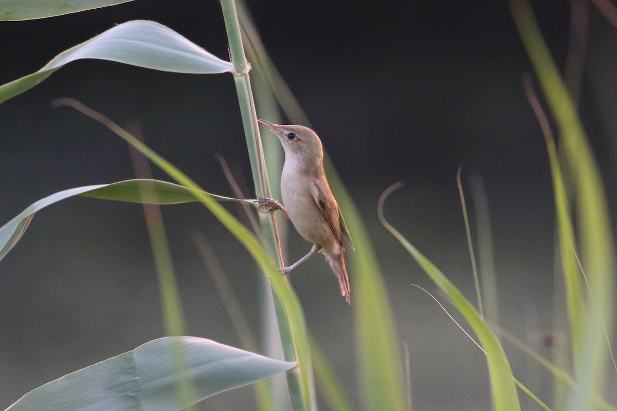 Common Reed Warbler - Oscar Campbell