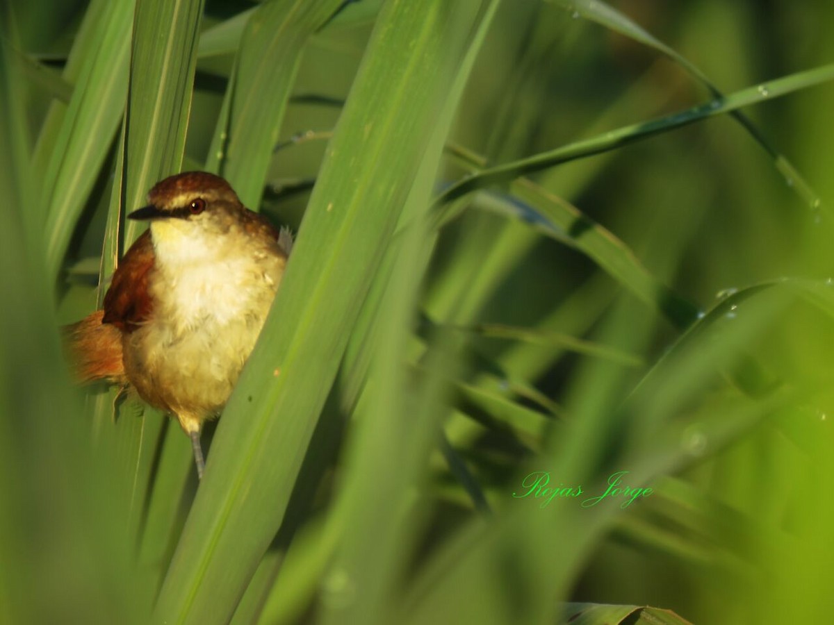 Yellow-chinned Spinetail - ML166665061