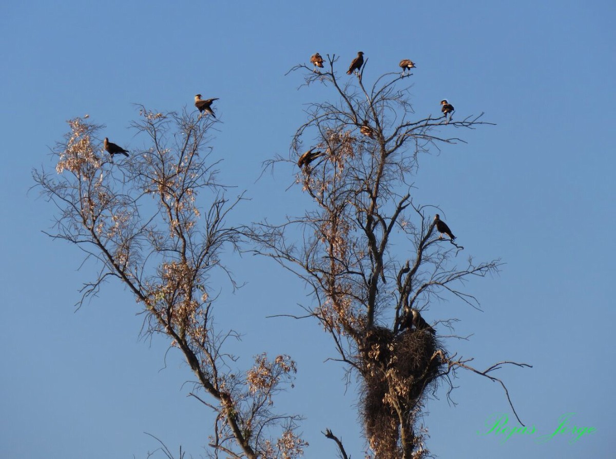 Crested Caracara (Southern) - ML166665091
