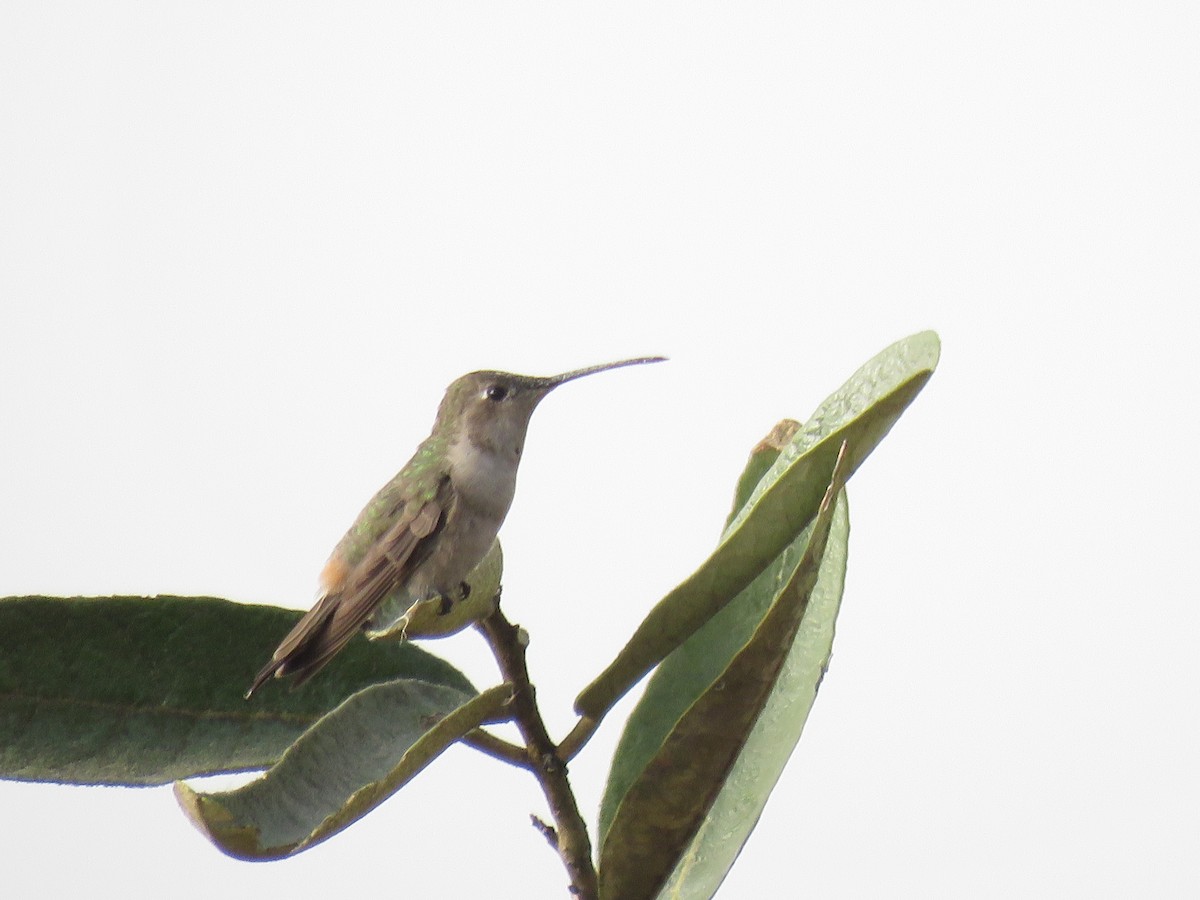Oasis Hummingbird - Manuel Roncal Inca Finch