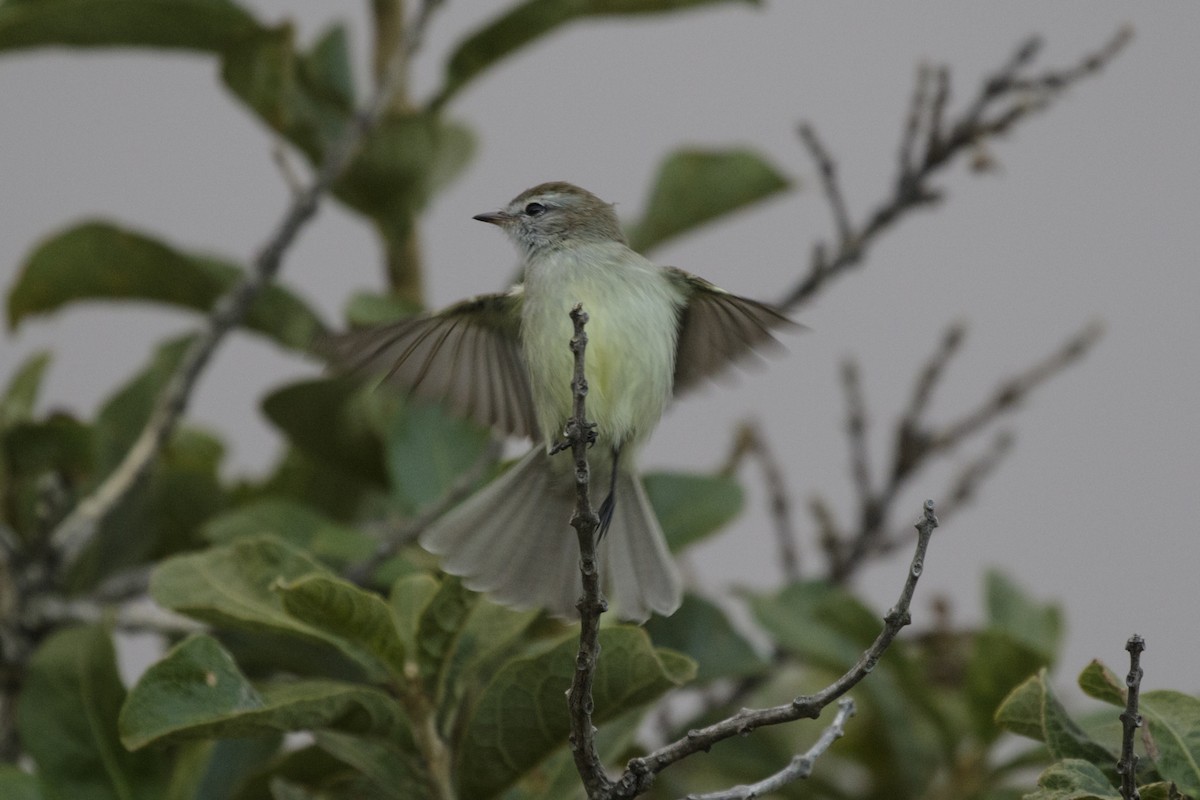 Southern Mouse-colored Tyrannulet - Silvia Faustino Linhares