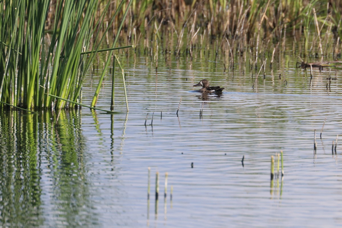 Blue-winged Teal - Chuck Gates