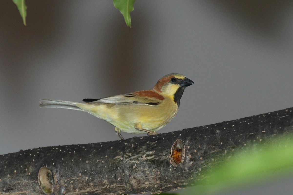 Plain-backed Sparrow - António Gonçalves