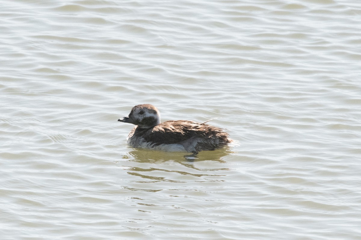 Long-tailed Duck - ML166675031