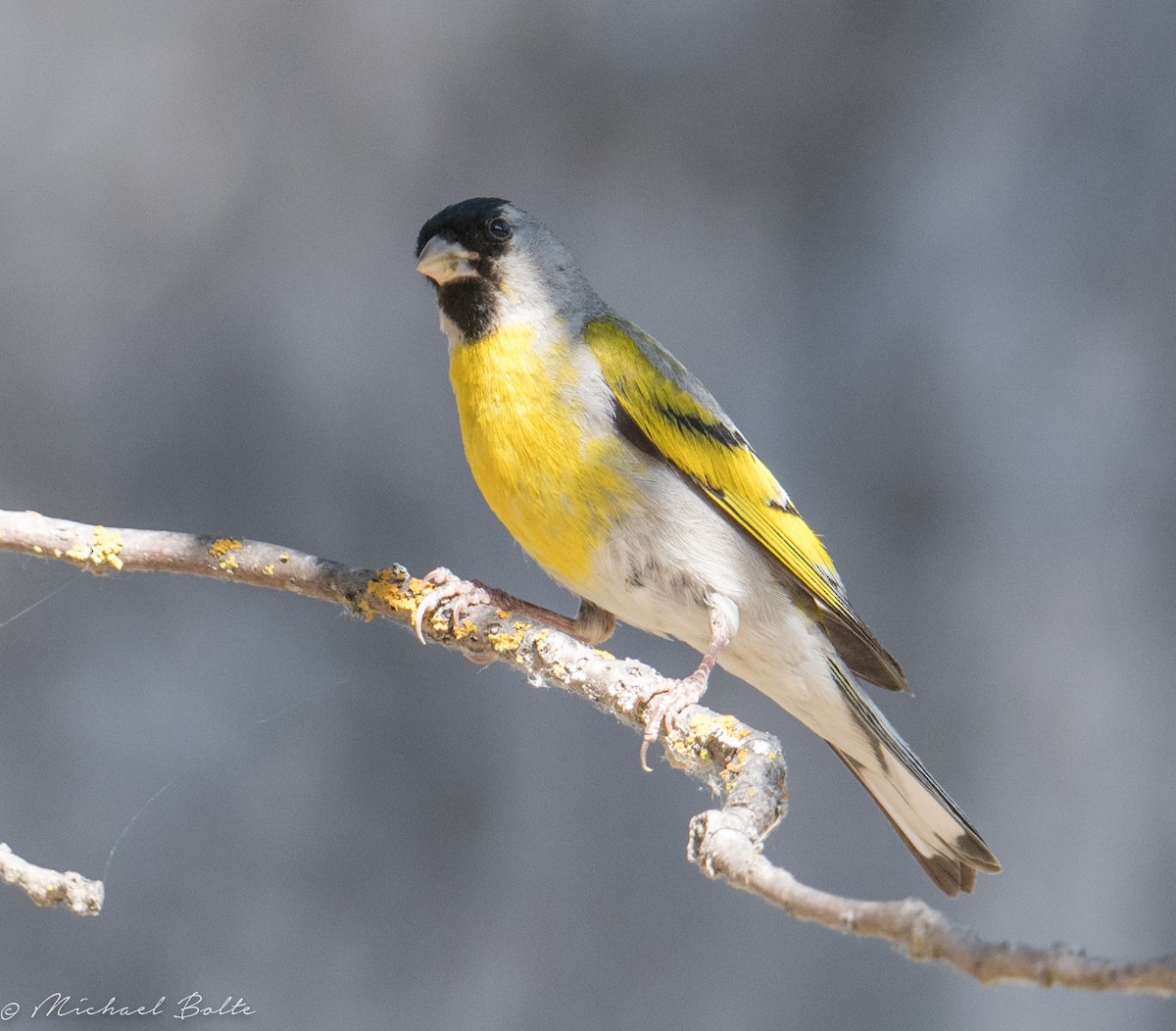 Lawrence's Goldfinch - ML166675821