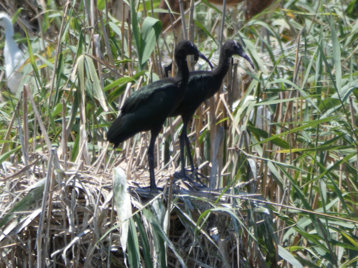 ibis hnědý - ML166676701