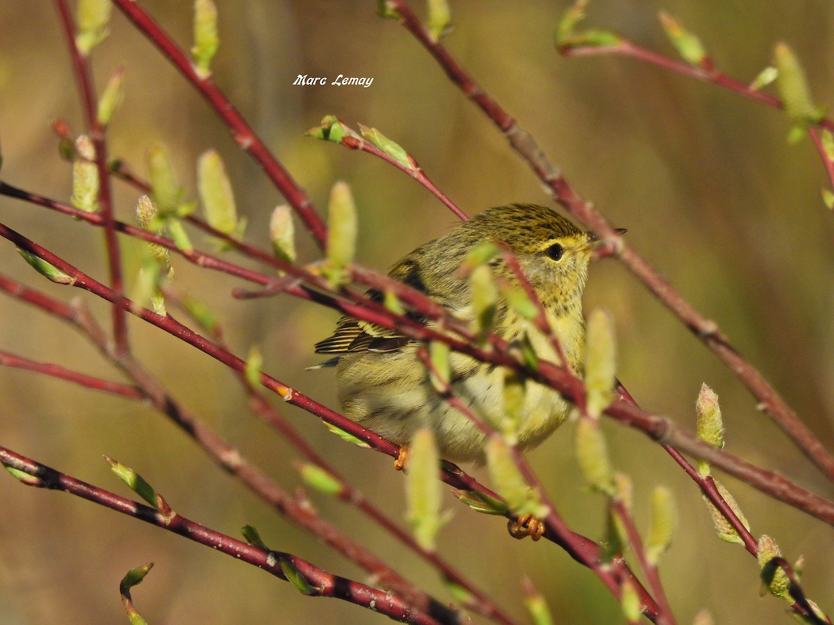 Cape May Warbler - ML166680921